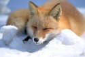 11-lisa_in_snow.jpg
