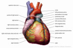 24-Heart.jpg