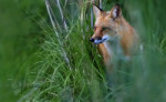 67-Fox-1.jpg