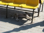 76-IMG_0490_psy.jpg