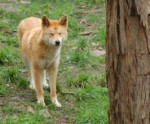 81-DSC_5095_psy.jpg